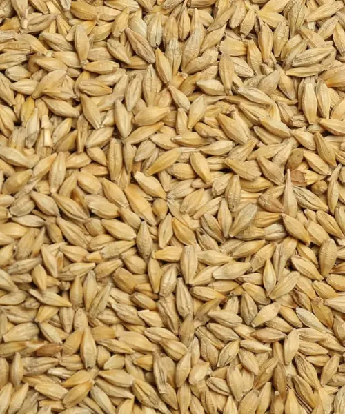Barley Seed